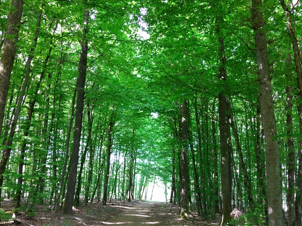 Anfang Ameisenweg