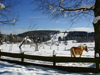 Blick auf die Ginsberger Heide