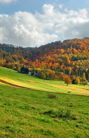Blick über Vormwald