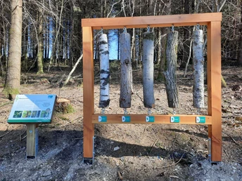 Könnt ihr die Bäume anhand der Rinde erkennen?