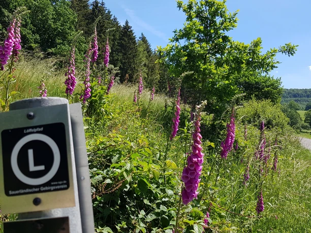 Löffelpfad mit Wegezeichen