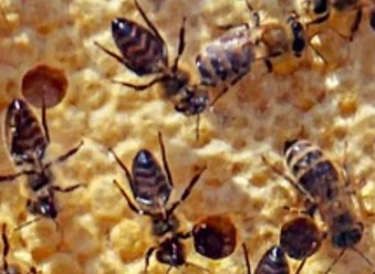 Bienen
