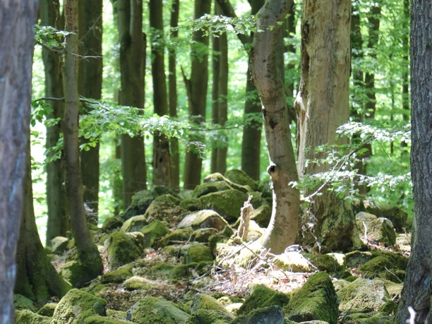 NSG Großer Stein