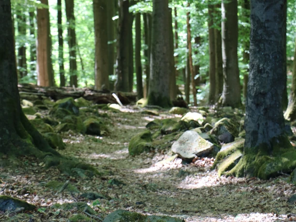 NSG Großer Stein