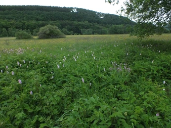 Naturschutzgebiet Wetterbachtal