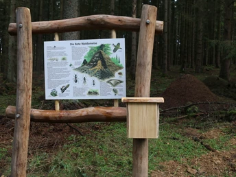 Infopunkt Waldameise am Luisenpfad