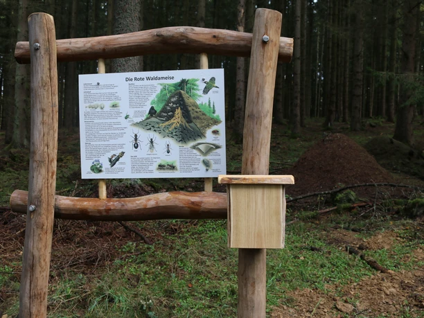 Infopunkt Waldameise am Luisenpfad