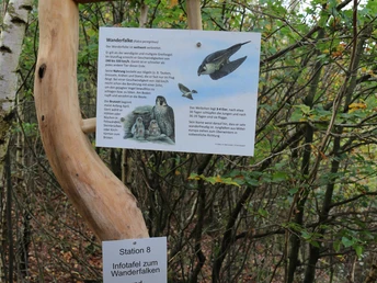 Infotafel Wanderfalke am Luisenpfad