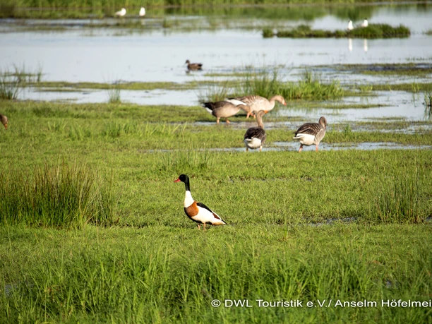 Enten und Gänse im Moor
