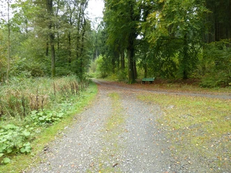 Waldweg mit Bank