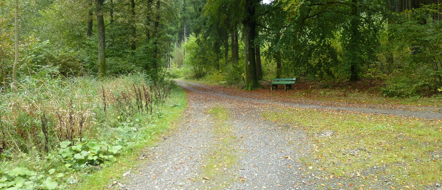 Waldweg mit Bank