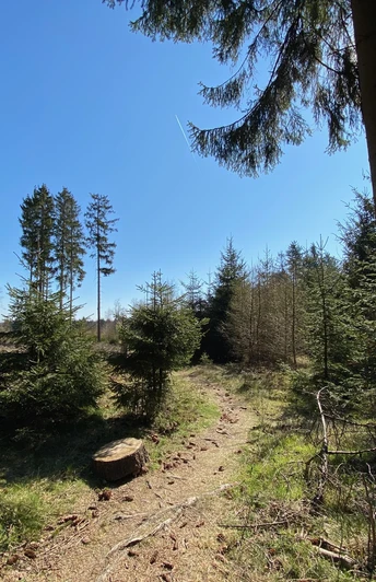 Waldpfade auf dem A1
