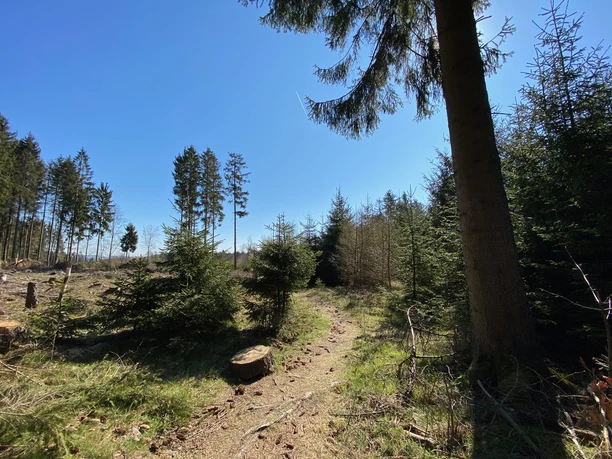 Waldpfade auf dem A1