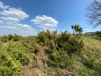 Wacholderheide Wilgersdorf