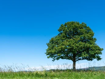 Baum auf Wiese Baum auf Wiese