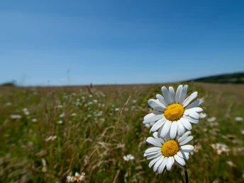 Gernsdorfer Weidekaempe Gernsdorfer Weidekaempe