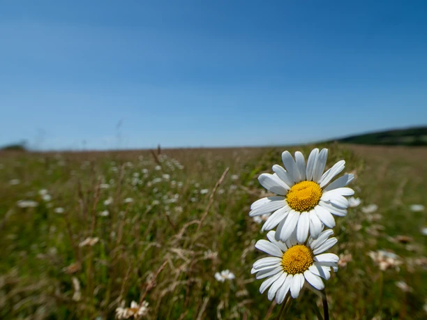 Gernsdorfer Weidekaempe Gernsdorfer Weidekaempe