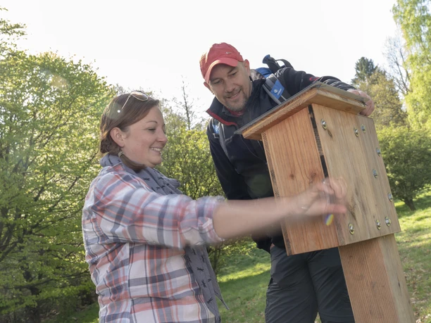 Drei Buchen Drei Buchen