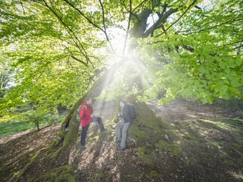 Drei Buchen Drei Buchen