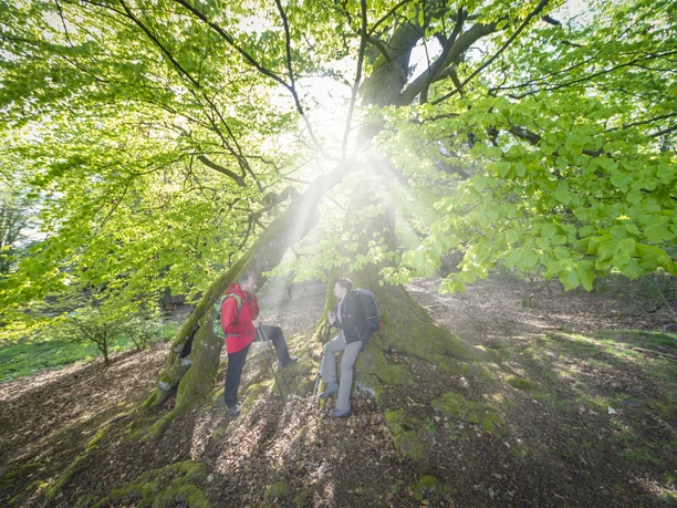 Drei Buchen Drei Buchen