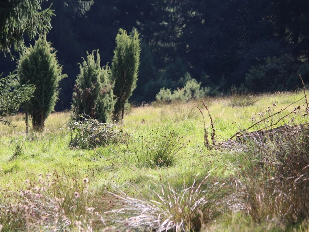 Wachholder und Gräser