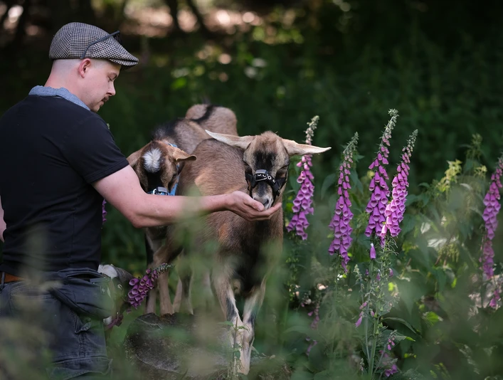 Ziegenwanderung