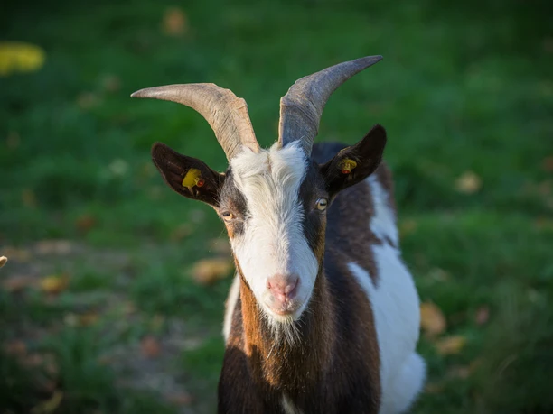Ziegenwanderung im Hickengrund Ziegenwanderung im Hickengrund