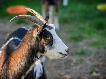 Ziegenwanderung im Hickengrund Ziegenwanderung im Hickengrund