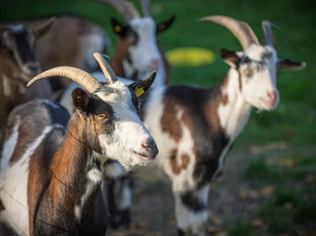 Ziegenwanderung im Hickengrund Ziegenwanderung im Hickengrund