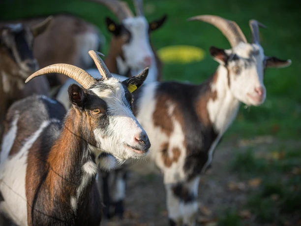 Ziegenwanderung im Hickengrund Ziegenwanderung im Hickengrund