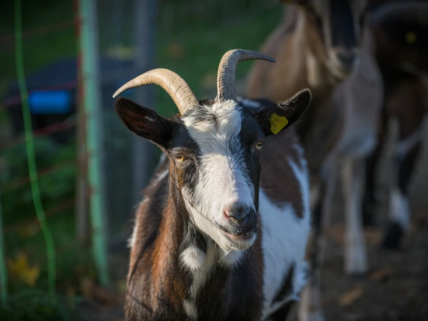 Ziegenwanderung im Hickengrund Ziegenwanderung im Hickengrund