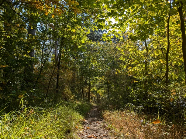 VitalWege 7 und 22 Sonnenbeschienener Waldweg bei Einbeck im herbstlichen Laub, umgeben von Grün und warmem Licht