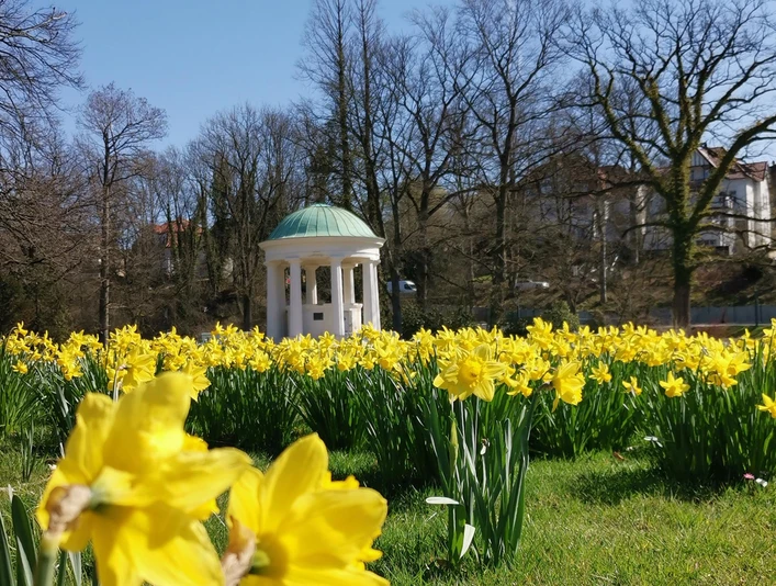 Narzissen im Kurpark