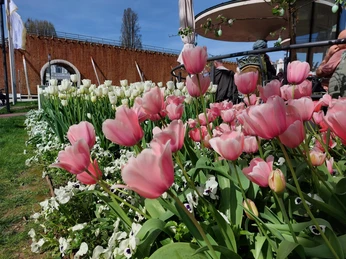 Tulpen am Salinencafé