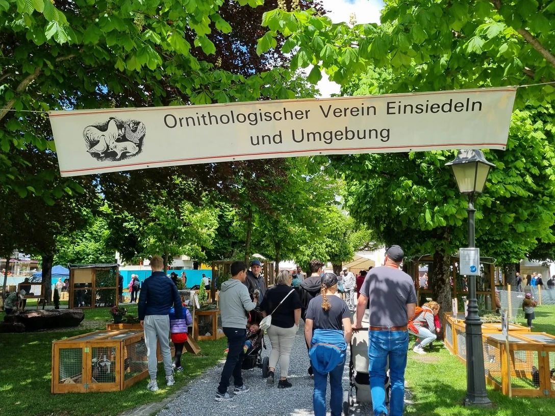 34 Jungtierschau 24 25 Mai 2025 (48)