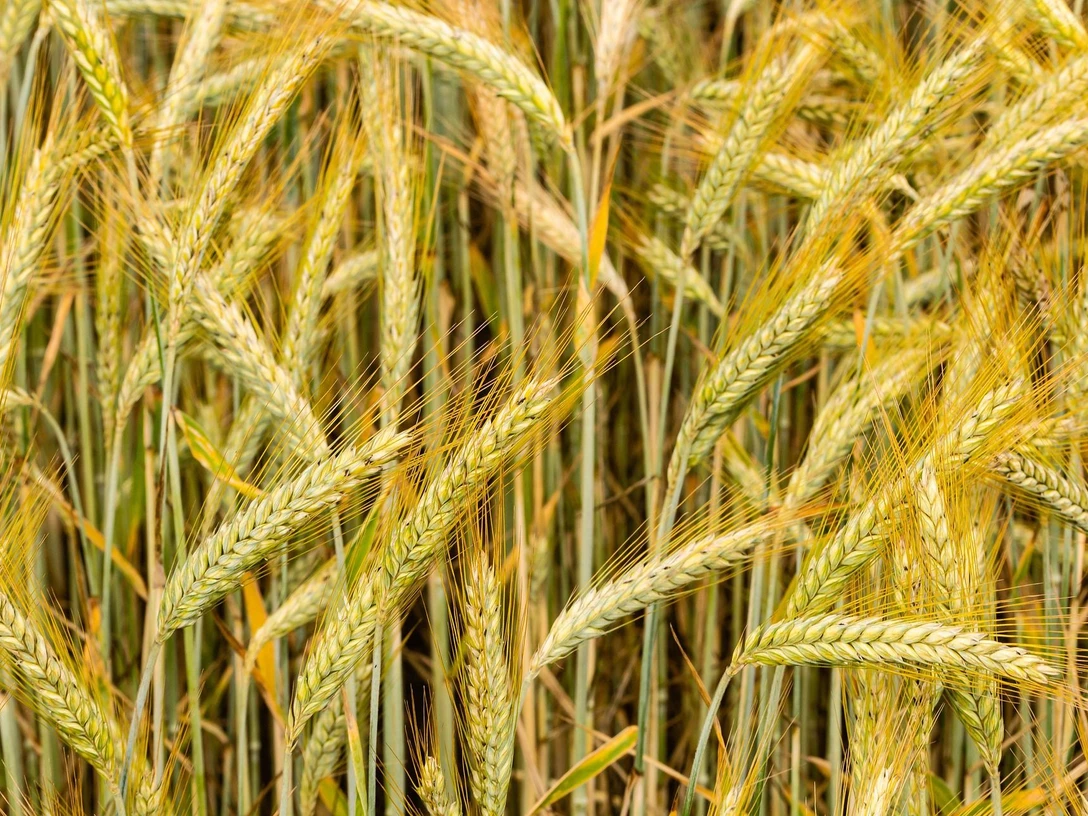 Weizen (c) heavyblues.jpg