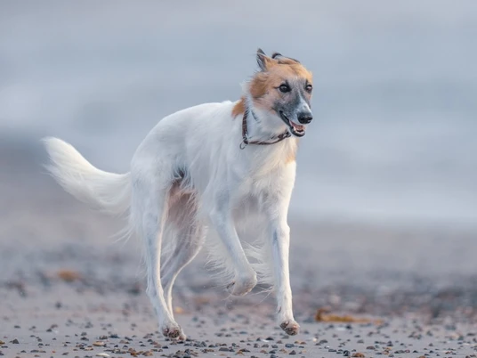 481051158 1208148743976218 8272058466068595390 n