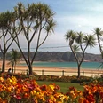 Palmen und Strand auf Jersey Palmartige Bäume vor bunten Blumen mit Blick auf einen weiten Strand und ruhiges Meer.