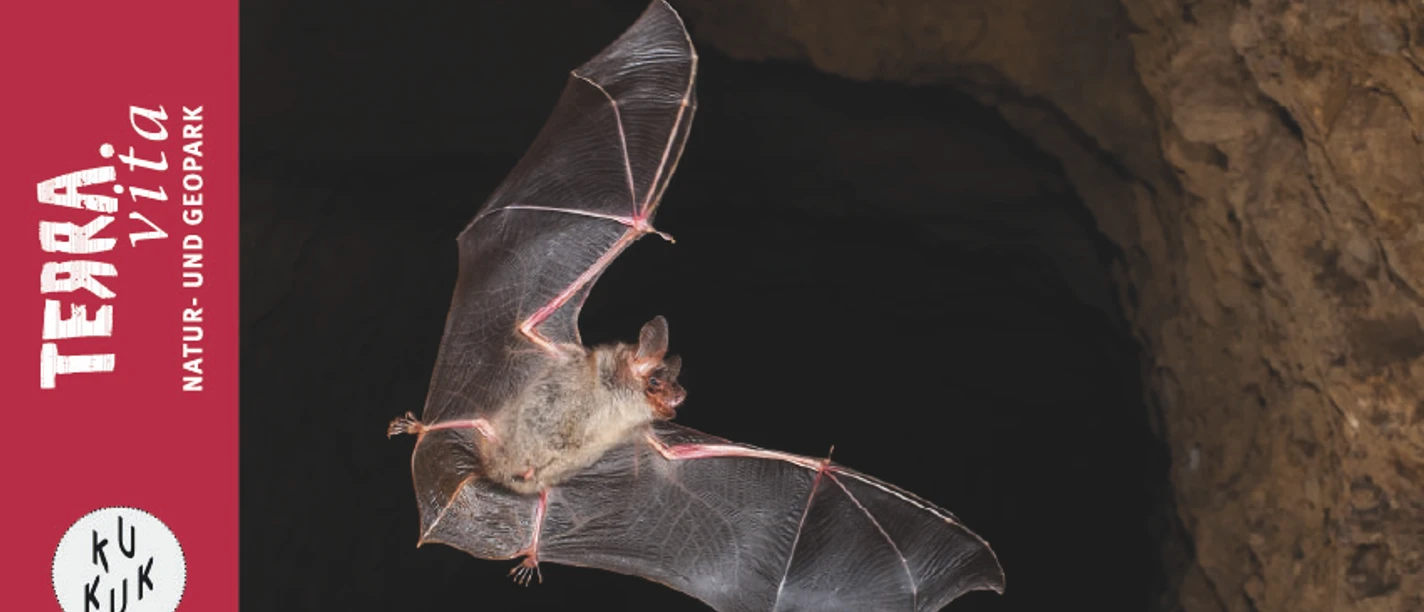 Großes Mausohr-Fledermäuse Akrobaten der Nacht