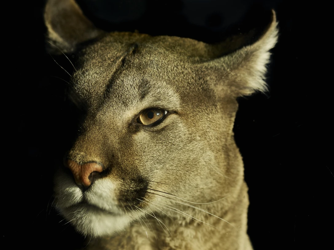 thumbnail_Puma ZAM@Bernd Ohlthaver.jpg