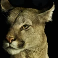 thumbnail_Puma ZAM@Bernd Ohlthaver.jpg