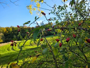Langeland Hagebuttenrunde - Nahaufnahme Hagebuttenzweige im Vordergrund vor grüner Wiese und herbstlichem Waldrand unter blauem Himmel