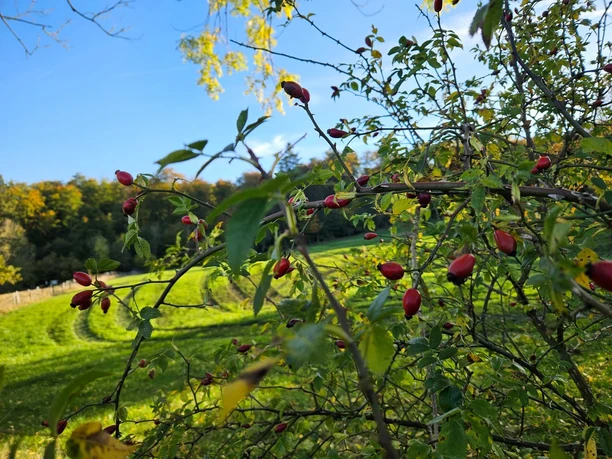 Langeland Hagebuttenrunde - Nahaufnahme Hagebuttenzweige im Vordergrund vor grüner Wiese und herbstlichem Waldrand unter blauem Himmel