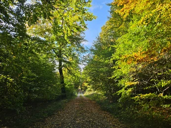 Schmaler Waldweg unter dichtem Laubdach mit herbstlichen Farben und Lichtspiel im Grünen