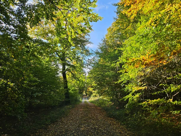 Langeland Hagebuttenrunde - Wald Schmaler Waldweg unter dichtem Laubdach mit herbstlichen Farben und Lichtspiel im Grünen