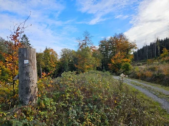 Herbstlicher Waldweg mit Baumstumpf und Markierung neben dichtem Bewuchs unter blauem Himmel