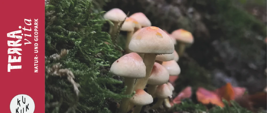 Pilz-Im Reich der Pilze