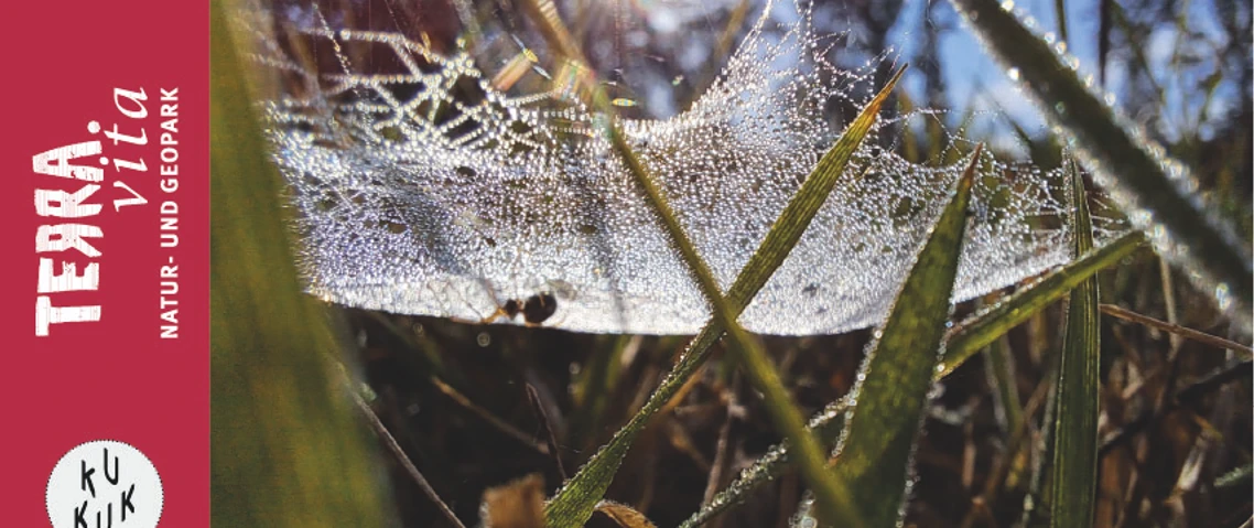 Spinnennetz im Gras-Spinnen-heimliche Jäger auf acht Beinen