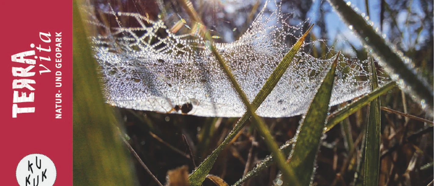 Spinnennetz im Gras-Spinnen-heimliche Jäger auf acht Beinen