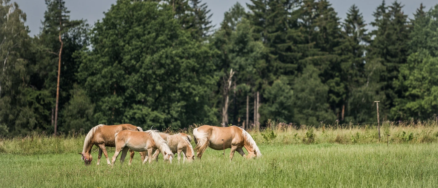 Vier Pferde grasen auf einer Wiese vor einem Wald.